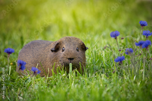 Meerschweinchen im Garten photo