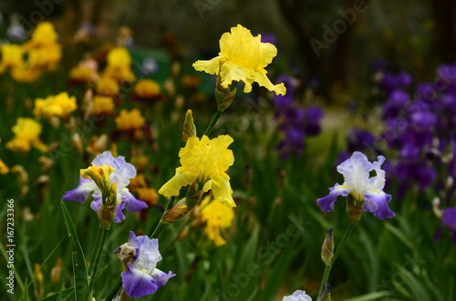 Fototapeta Naklejka Na Ścianę i Meble -  Beautiful Iris in Bloom in a famous garden in Florence during spring season. Italy.
