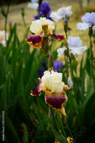 Fototapeta Naklejka Na Ścianę i Meble -  Beautiful Iris in Bloom in a famous garden in Florence during spring season. Italy.
