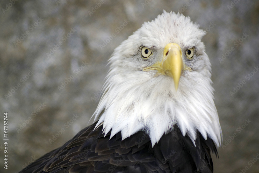 Fototapeta premium Griffon Eagle