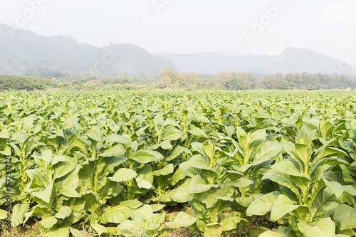 Field Nicotiana tabacum