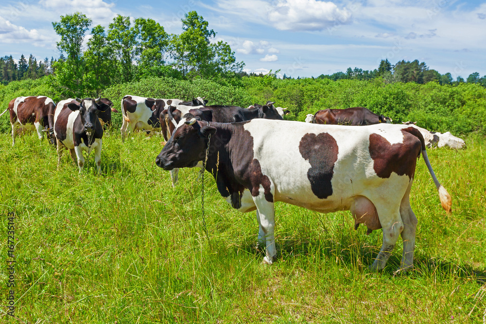 A herd of Holstein Fresian cows grazing on a pasture under blue cloudy sky A herd of Holstein Fresian cows grazing on a pasture under blue cloudy sky