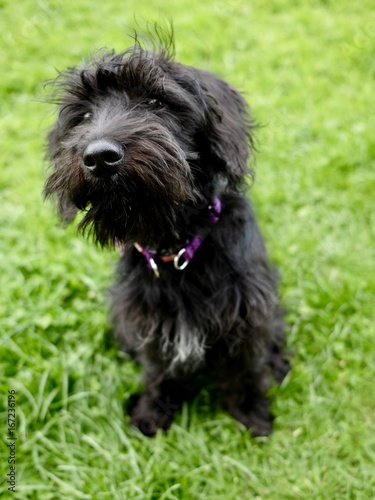 Fotografie Schnoodle Black Puppy