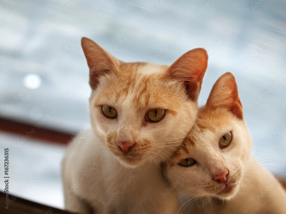 COLOR PHOTO OF COUPLE CAT LOOKING AT CAMERA
