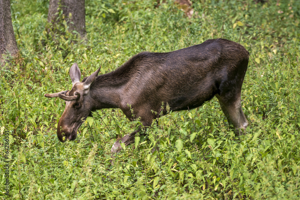 Alce (Alces alces) | Moose Alce (Alces alces) | Moose