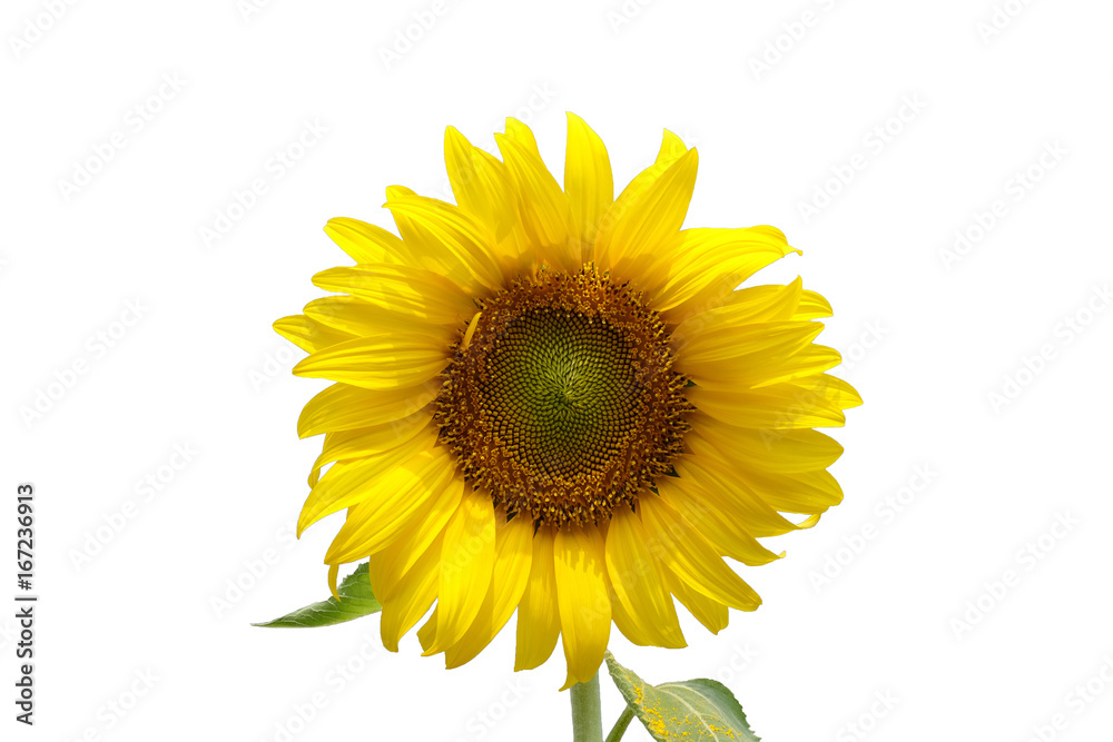 Obraz premium Sunflower isolated on white background with clipping path.