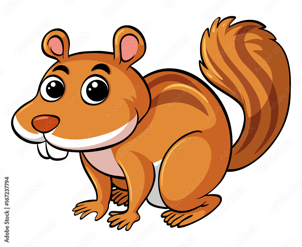 Obraz premium Cute squirrel on white background