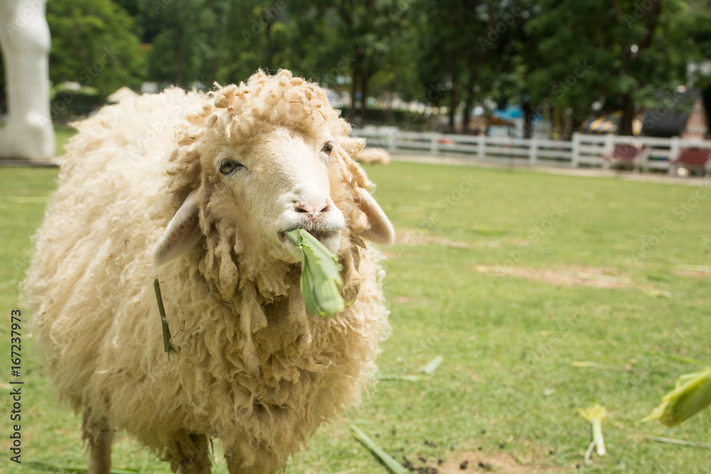 Sheep eating grass