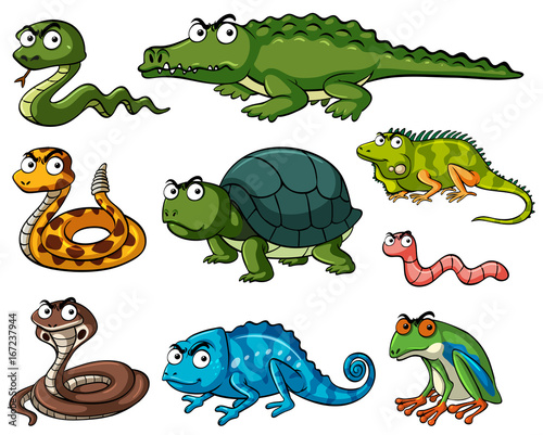 Different kinds of reptiles