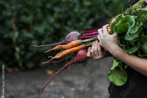 Vegetables harvest: beets, carrots, onions, greens photo