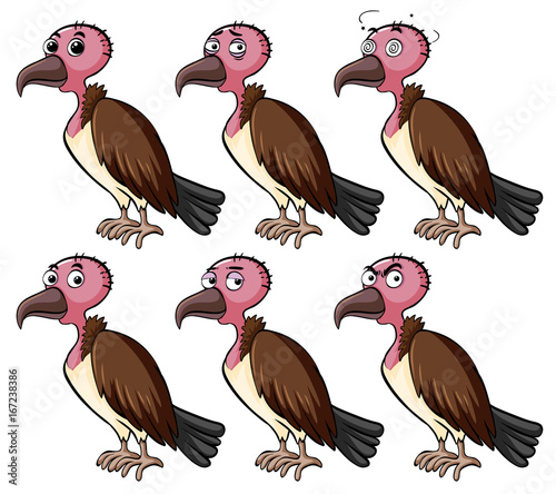 Vulture with different facial expressions