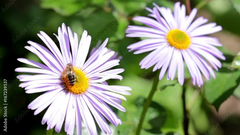 Bee Collects Nectar On The Flowers In The Garden Bee Collects Nectar On The Flowers In The Garden