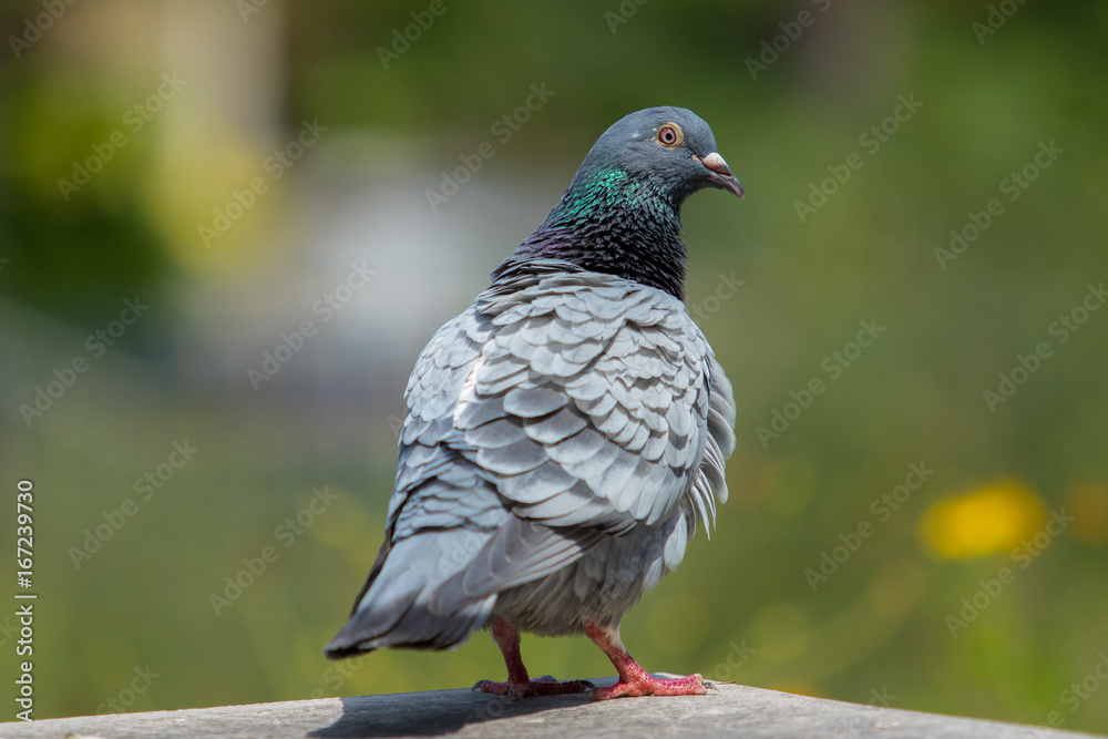 homing pigeon bird and body feather homing pigeon bird and body feather