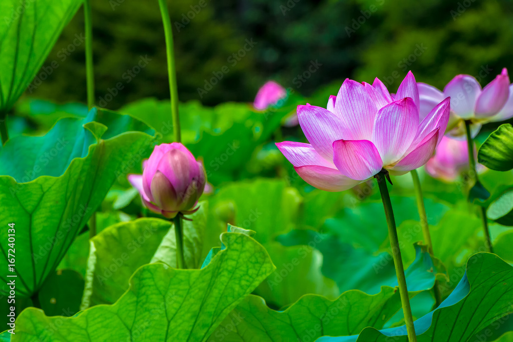 Obraz premium The Lotus Flower.Background is the lotus leaf and lotus flower and tree.Shooting location is Yokohama, Kanagawa Prefecture Japan.