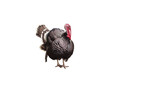 Domestic Turkey isolated on white