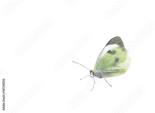 Cabbage butterfly on white