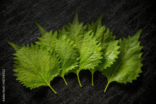 香味野菜　大葉　Japanese flavored vegetables large leaves photo