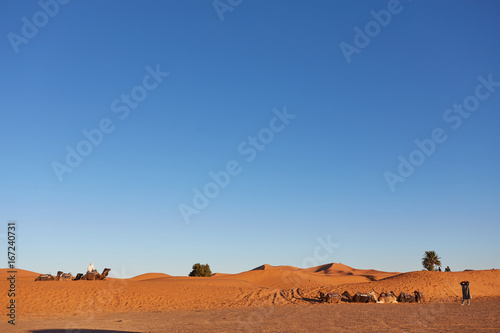 Camel caravan going through the sand dunes in the Sahara Desert