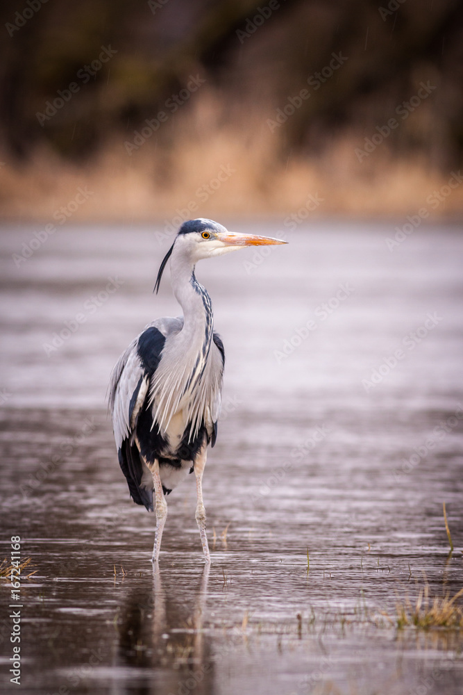 Obraz premium heron grey bird