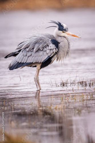 Obraz na plátně heron grey bird
