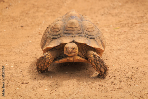 Sulcata tortoise is walking slowly.