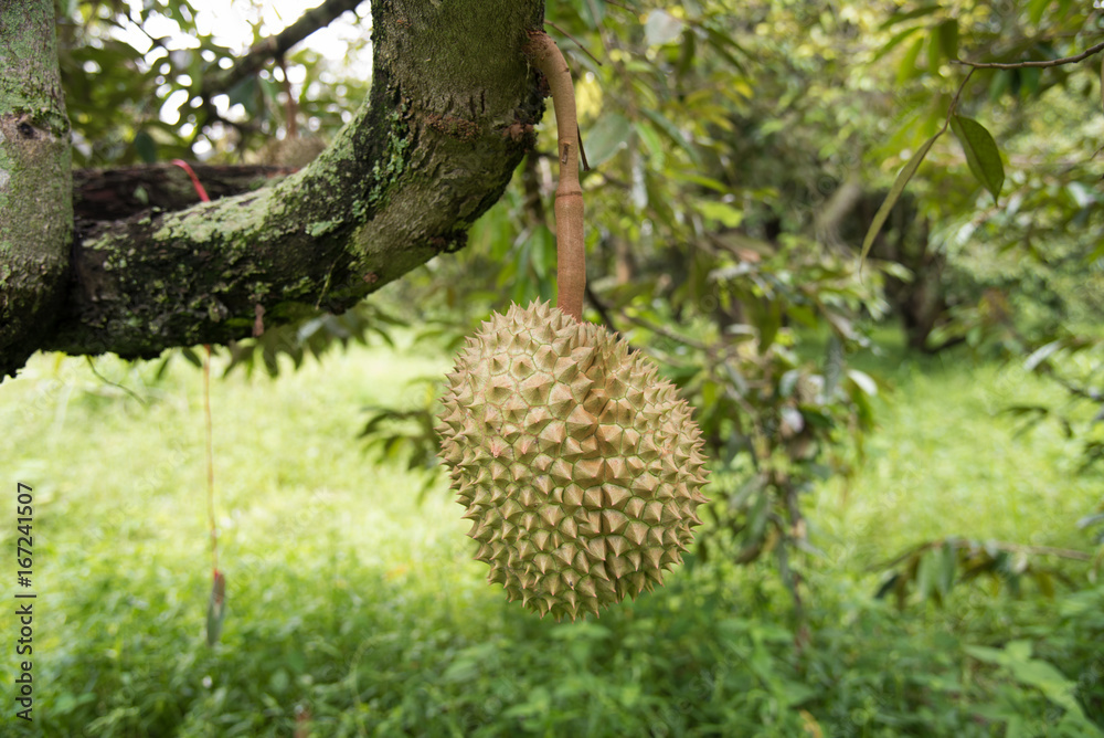 Durian on the tree in the garden Durian on the tree in the garden