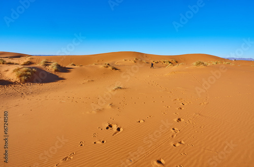 Sand dunes in the Sahara Desert  Morocco