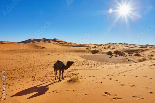 Camel caravan going through the sand dunes in the Sahara Desert © Ryzhkov Oleksandr