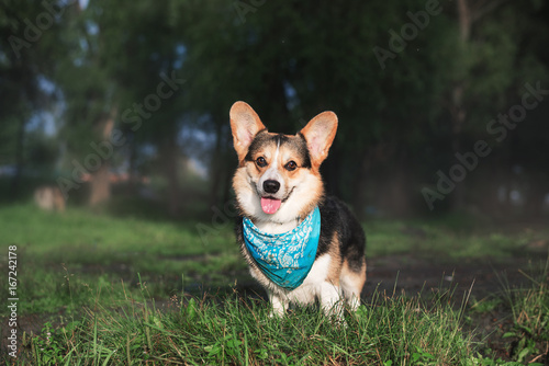 Pembroke Welsh Corgi, Dog Welsh Corgi running outdoors.