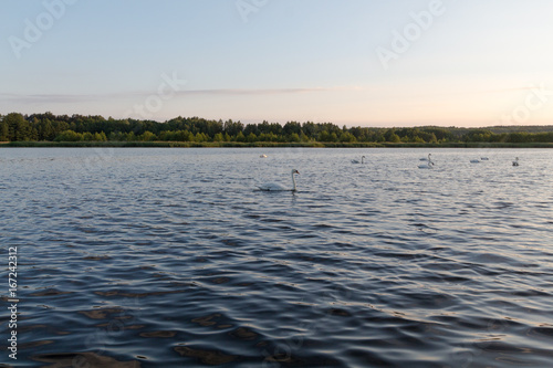Eight white swans in a blue lake on sunset