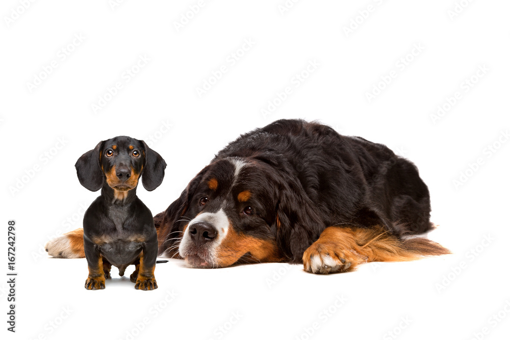 Dachshund and Bernese dog