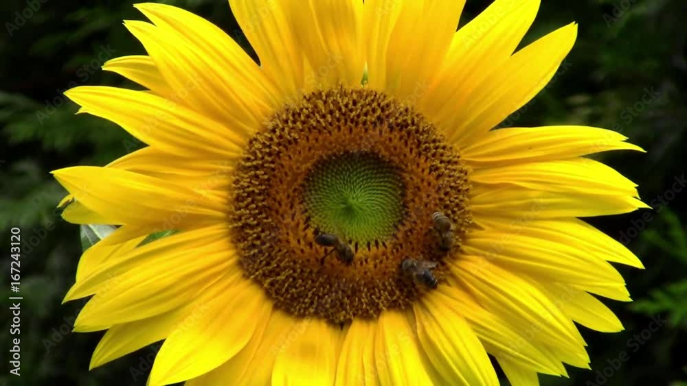 Sunflower and bees in the garden - macro Sunflower and bees in the garden - macro