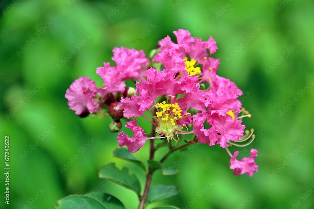 Shocking pink crape flower