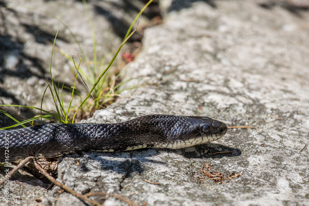 Naklejka premium rat snake