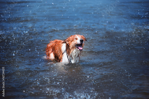 Fototapeta Naklejka Na Ścianę i Meble -  Red border collie running on a beach