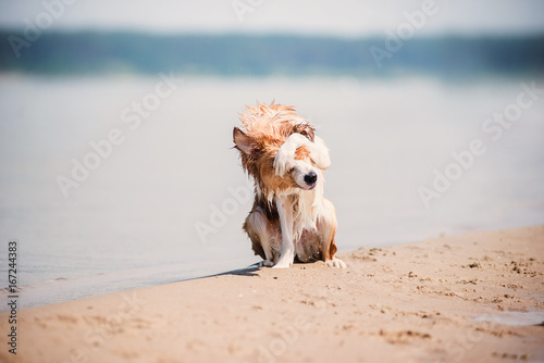 Fototapeta Naklejka Na Ścianę i Meble -  Red border collie running on a beach