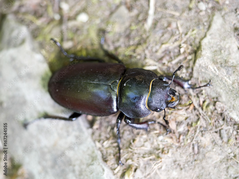 Female Beetle Lucanus cervus, Romania Female Beetle Lucanus cervus, Romania