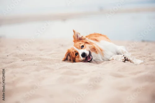 Fototapeta na wymiar Czerwony Border collie bieg na plaży
