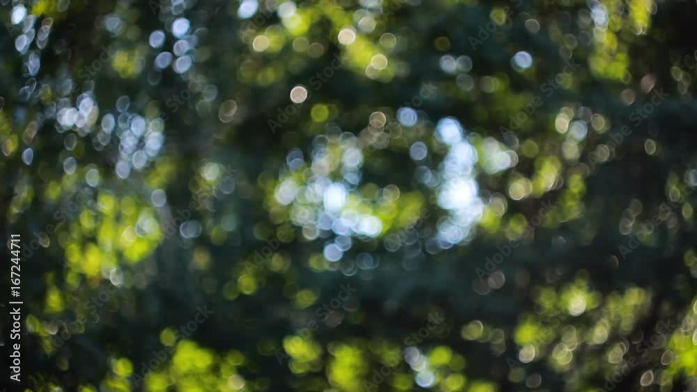 Bokeh sunlight. Out of focus video footage.