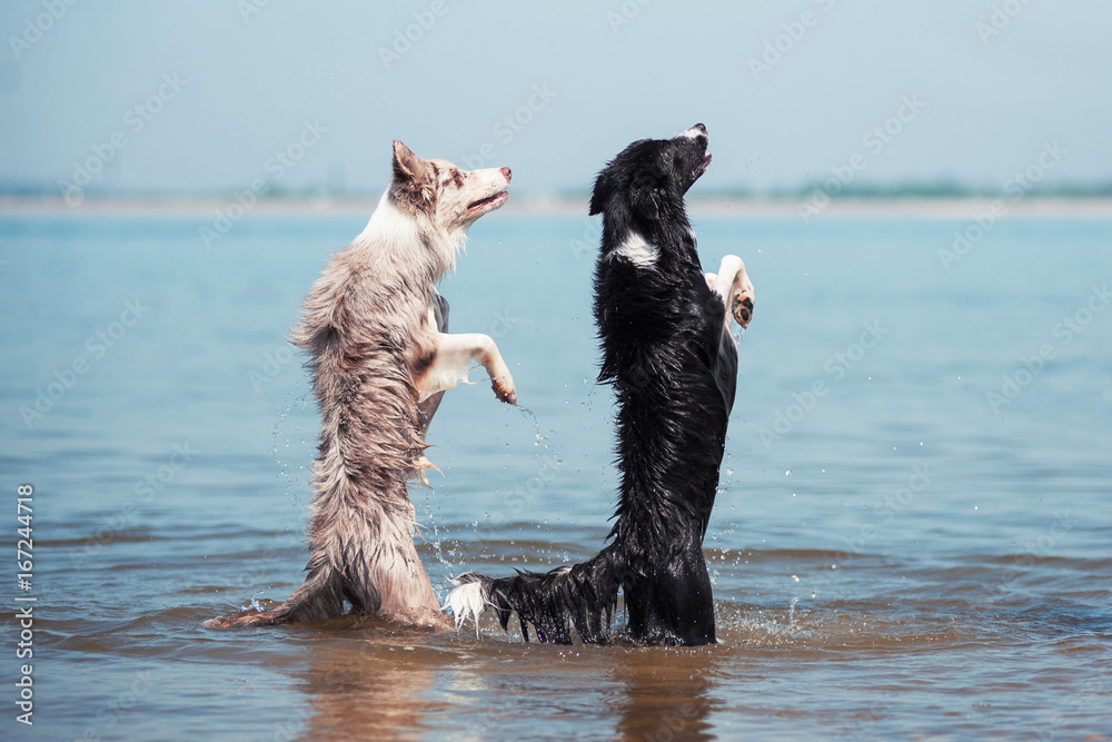Obraz premium adorable Cute Border Collie Puppy on the beach