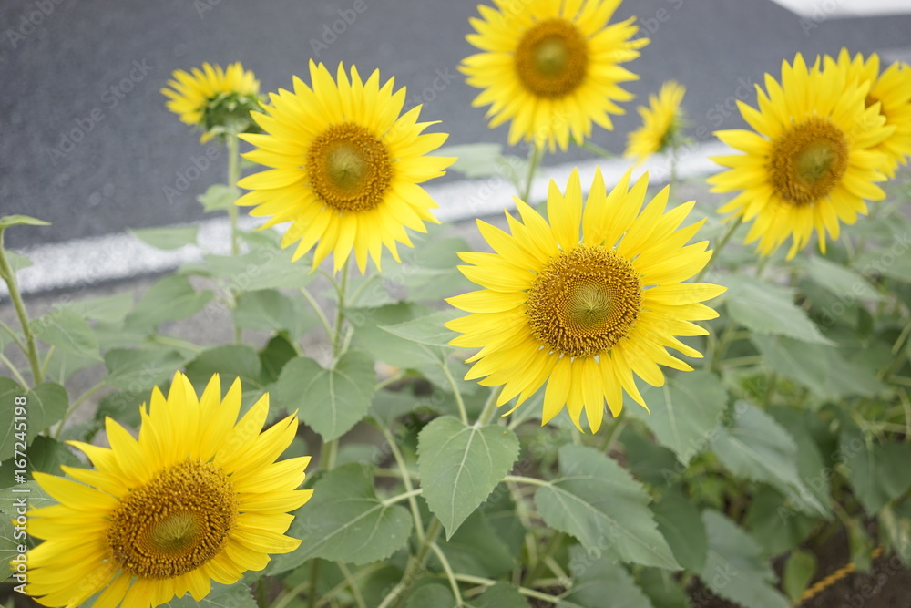 Sunflower on summer at the road side in Zama, Japan.