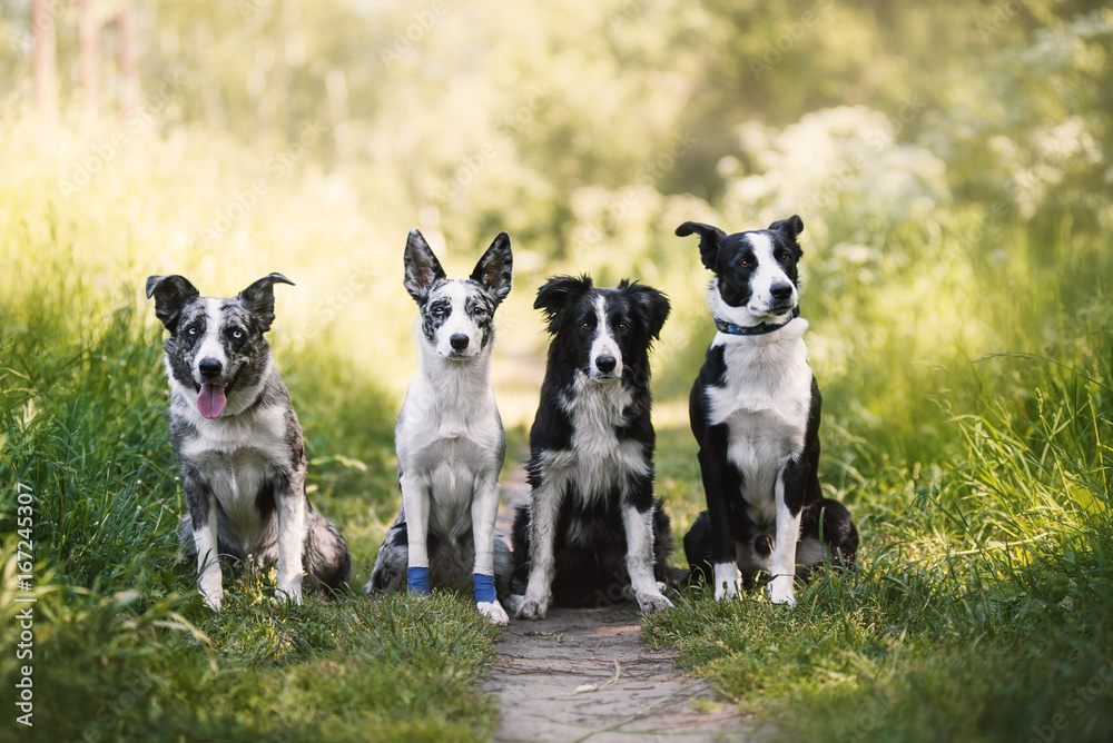 four dogs border collie in summer