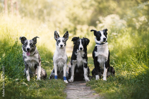 Fototapeta Naklejka Na Ścianę i Meble -  four dogs border collie in summer
