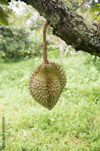 Durian on the tree in the garden