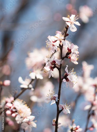 Apricot flowers on a branch