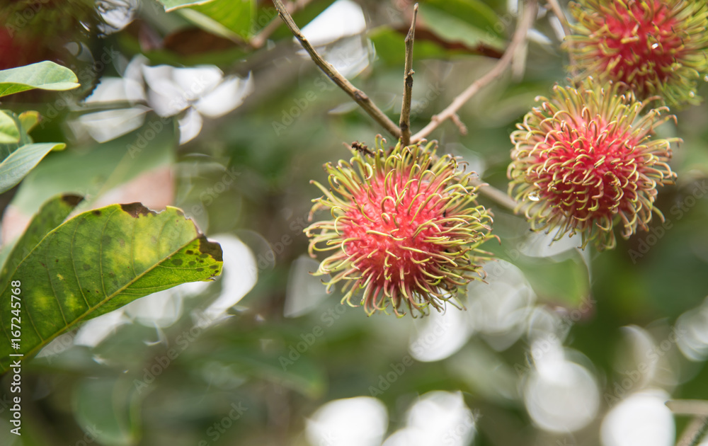 Fresh rambutan fruit on the tree in the garden , kamphaengphet , thailand Fresh rambutan fruit on the tree in the garden , kamphaengphet , thailand