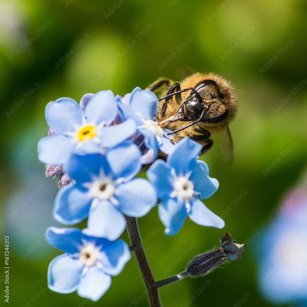 Fototapeta premium Pollen Patroller