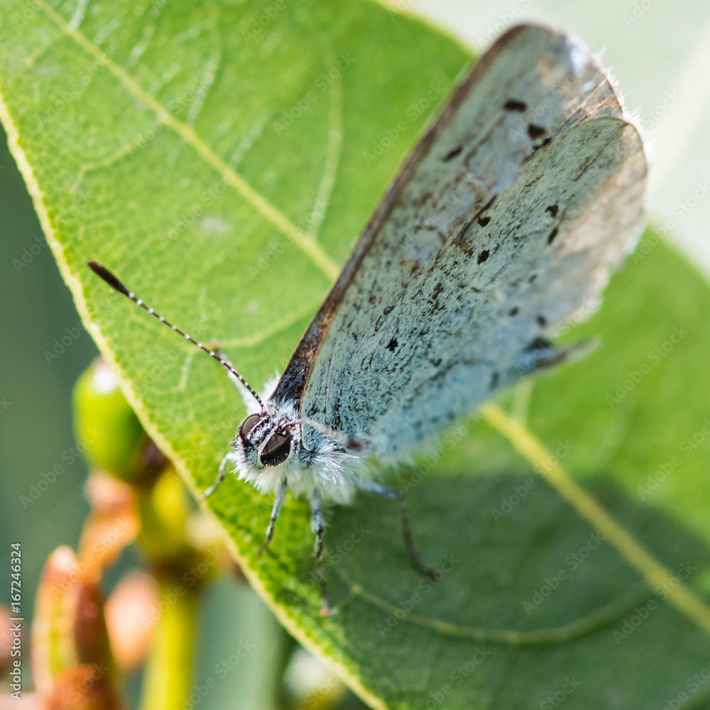 Obraz premium Holly Blue