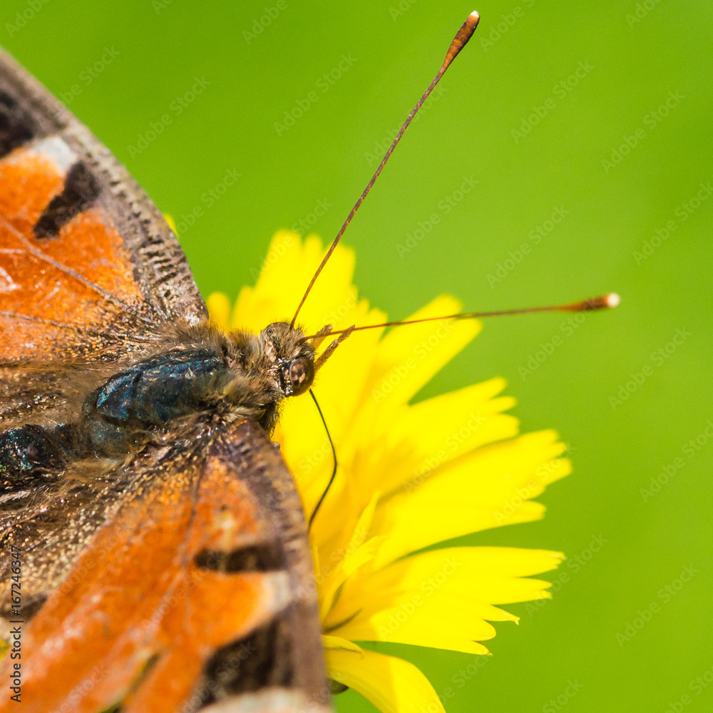 Obraz premium Feeding Peacock