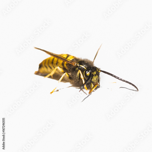 Wasp On Wall © bigemrg